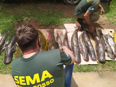 Secretaria Apreende 150 Quilos De Pescado Ilegal Em Várzea Grande Só