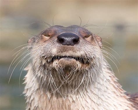 Otter Funny Face Otters Funny Funny Animals Awkward Animals