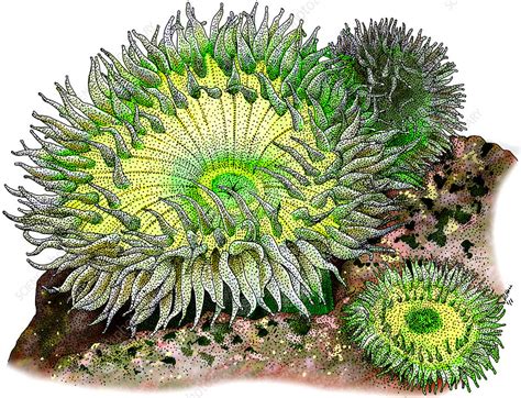 Giant Green Sea Anemone Stock Image C0287080 Science Photo Library