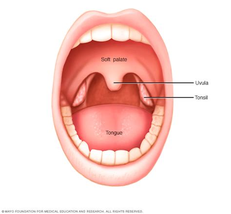 Tonsil Cancer Disease Reference Guide