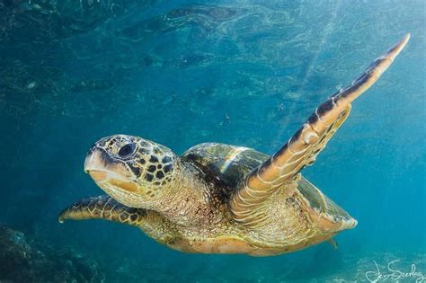10 Fun Facts About Hawaiian Green Sea Turtles Hawaii Ocean Project
