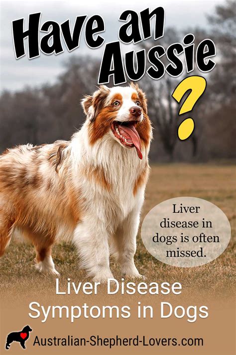 How Do You Treat Liver Disease In Dogs