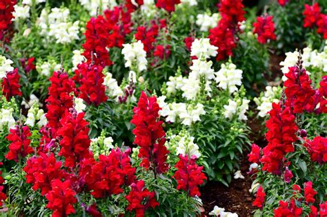 The Best Flowers For Winter Sowing Martha Stewart