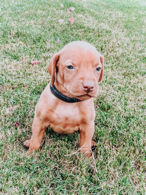 Lancaster puppies advertises puppies for sale in pa, as well as ohio, indiana, new york and other states. Vizsla Puppies For Sale | Dallas, GA #299967 | Petzlover