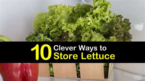 10 Clever Ways To Store Lettuce
