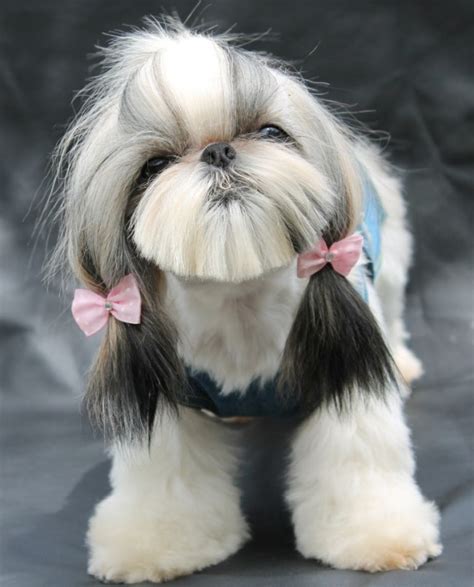 Ши-тцу: фото собаки, цена, описание породы, характер, видео
