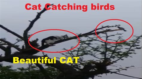 Trending Beautiful Cat Catching Sparrows Cats Vs Birds Cat