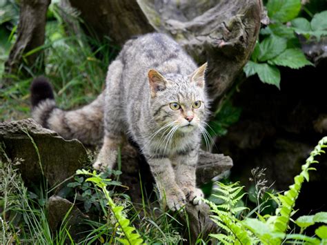 Return Of Englands Wildcats Animals To Be Reintroduced After Being
