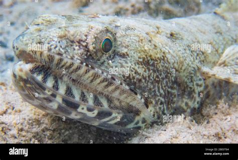 Lizard Fish Camouflaged On The Reef Mauna Lani Dive Site Big Island