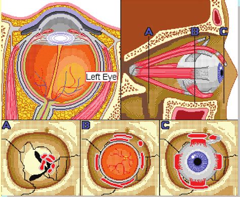Illustration Of Eye Muscle Control Download Scientific Diagram