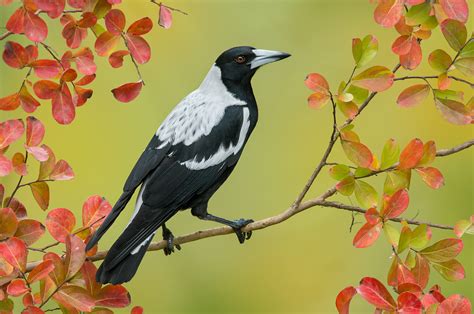 Magpies are birds of the corvidae family. Australian Magpie HD Wallpaper | Background Image | 2100x1394