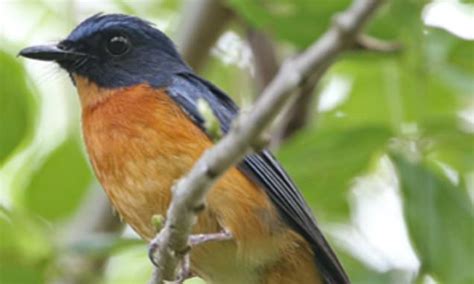 Five New Species Of Exotic Songbirds Have Been Found Hidden Away On