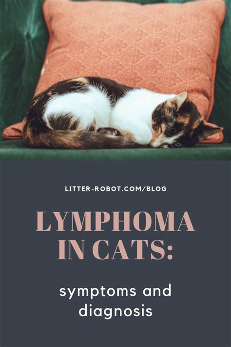 Lymphoma In Cats Symptoms And Diagnosis Litter Robot Blog Cancer In