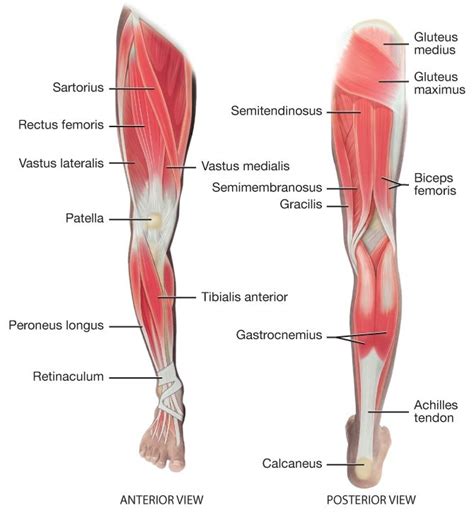 a graphic showing lower extremity muscles leg muscles anatomy lower limb leg anatomy