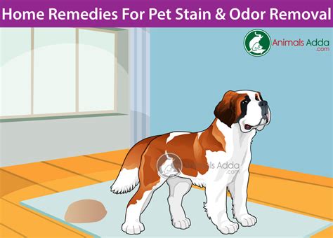 The great thing about our diy stain removal recipe we gave you earlier is that it can work on pet stains too! How To Remove Pet Stains From Carpet With Baking Soda ...