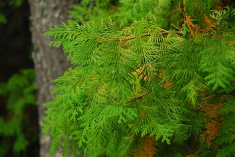 White Cedar Leaves Mmn Lake Elmo Flickr