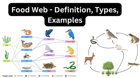 Food Web Definition Types Examples