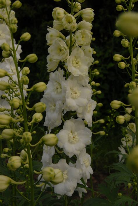 Delphinium White Blossom Hill Nursery