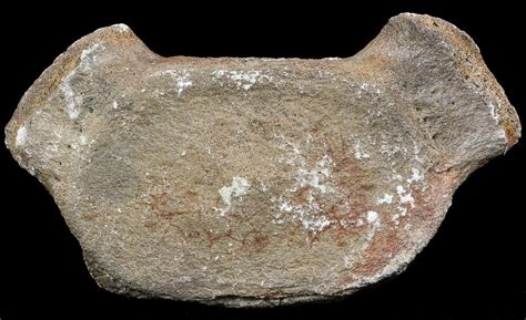We did not find results for: 8.2" Fossil Whale Vertebrae - South Carolina For Sale ...