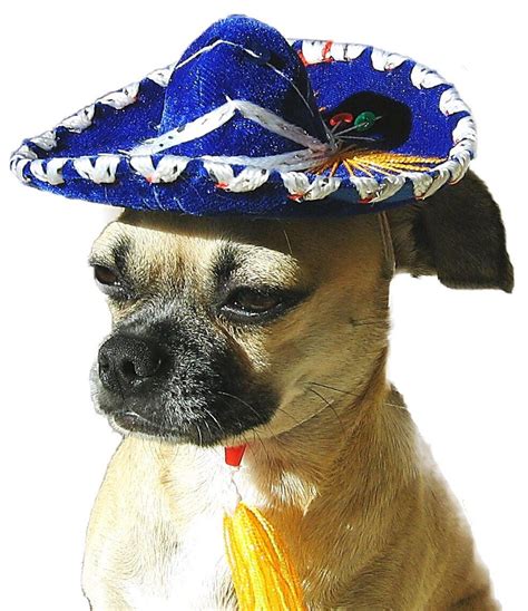 Mexican Dog Hat Mariachi Dog Hats Mexican Sombreros For Dogs