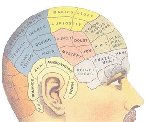 Brain Map Phrenology Funny Design Brain Mapping