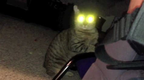 Cat With Creepy Glowing Eyes Youtube