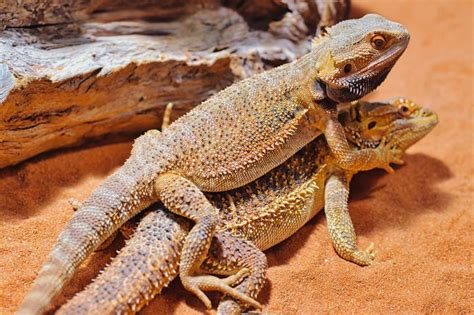 Reptile Reproduction Characteristics Types And Examples