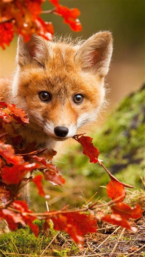 27 Cute Fox Wallpapers Wallpapersafari