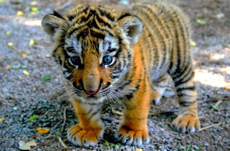 Baby Tiger Cub Photo One Big Photo