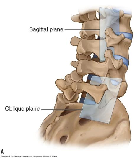 Joints Of The Lumbar Spine Disc And Facet And Pelvis