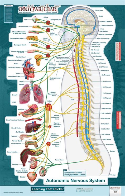 The Nervous System And Its Major Functions In Human Body With Labels