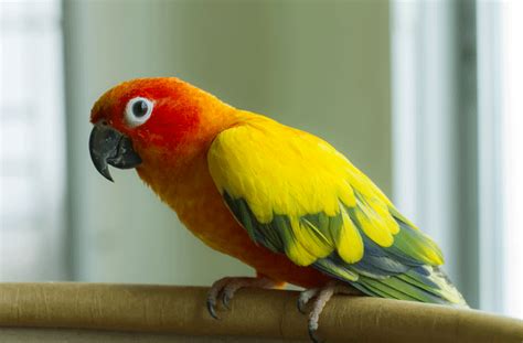 Most Popular Pet Birds Petmd