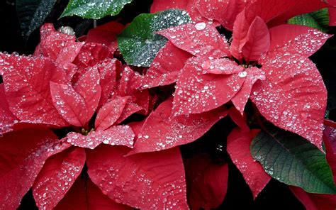 Poinsettia Wallpapers 44 Background Pictures