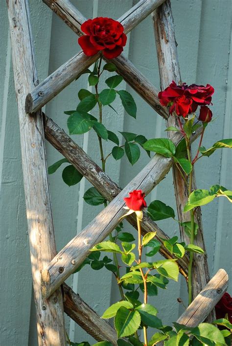 Rustic Wood Rose Trellis Diy Garden Trellis Rose Trellis Garden