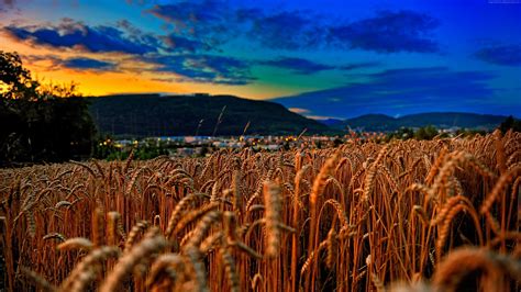 Landscape Photograph Of Wheat Field Hd Wallpaper Wallpaper Flare