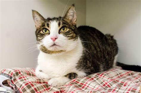 The leaves of poinsettias contain natural chemicals in the form of milky white sap. ASPCA Pets of the Week: Glenda and Kathy (With images ...