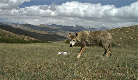 Himalayan Wolf Discovered To Be A Unique Wolf Adapted To Harsh High
