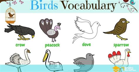 Knowing the different types of words, like verbs and adverbs, nouns, adjectives and connectives, can improve your writing. Bird Names: Different Types of Birds in English - ESLBuzz ...