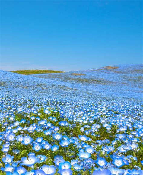 Nemophila Baby Blue Eyes Flowers Flower Field Blue Flower Carpet