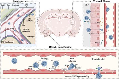 Frontiers The Role Of Neutrophils In The Dysfunction Of Central