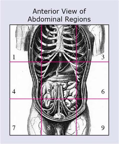 Anatomical Terms And Meaning Anatomy Regions Planes Areas Directions