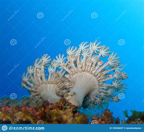 Underwater World In Deep Water In Coral Reef And Plants Flowers Flora