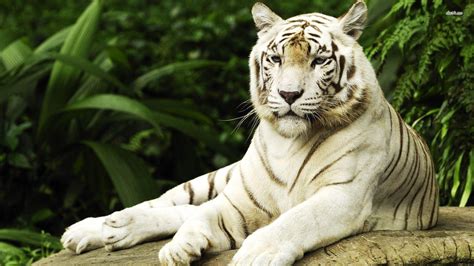 10 Best White Tiger Hd Wallpapers 1920x1080 Full Hd 1080p