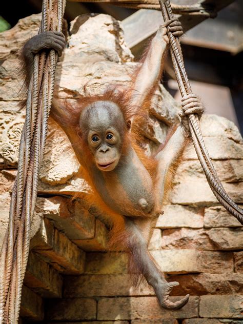 Baby Orangutan Free Stock Photo Public Domain Pictures