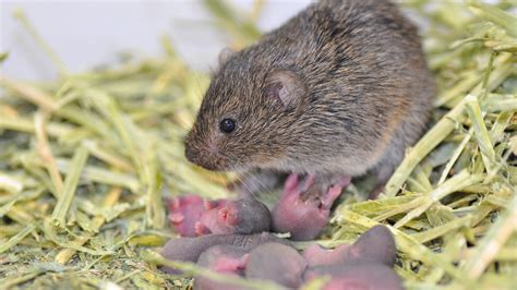 Some Prairie Voles Play The Field Researchers Find The New York Times