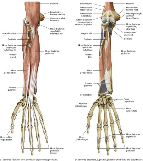 It arises from the grooved volar surface of the body of the radius, extending from immediately below. Elbow & Forearm - Atlas of Anatomy