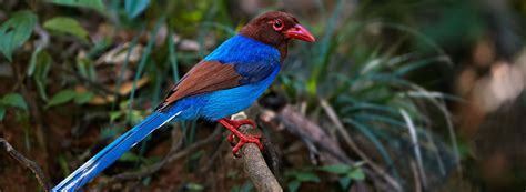 Sri Lanka Blue Magpie Birds Of Sri Lanka