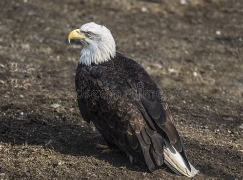 Bald Eagle Sitting On The Ground Stock Photo Image Of Leucocephalus
