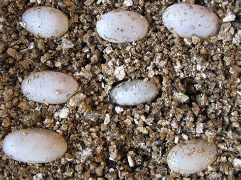 Veiled Chameleon Eggs Under Incubation Part Of 29 Eggs Und Flickr
