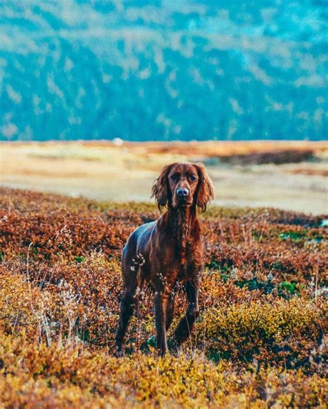 14 Pictures Only Irish Setter Owners Will Think Are Funny | The Dogman